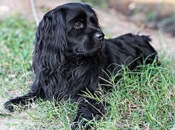 为什么美国水猎犬呕吐?不知道的来看看! 为什么美国水猎犬呕吐?不知道的来看看!