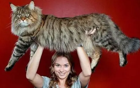 世界上最重的猫有多重