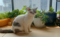 猫咪为什么急着回家