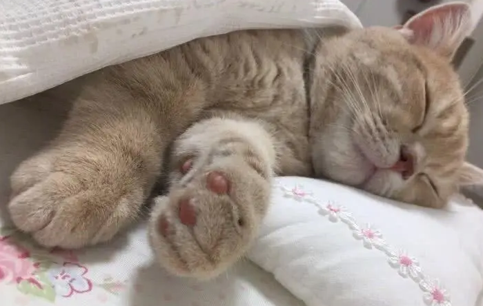 猫咪为什么爱跑到床上睡觉呢