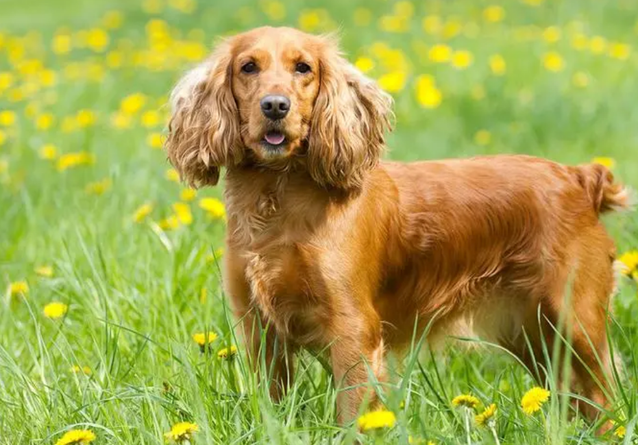 美国可卡犬怎么训练戴牵引绳?这些方法你必须试试 美国可卡犬怎么训练戴牵引绳?这些方法你必须试试