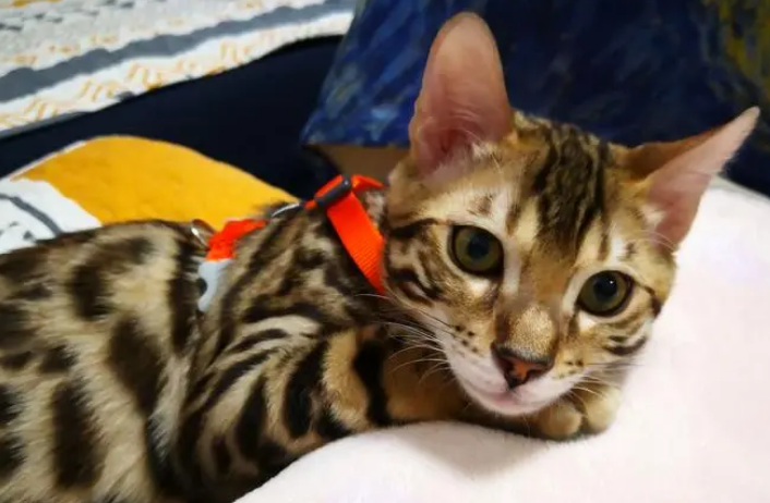 猫咪为什么这么难照顾呢