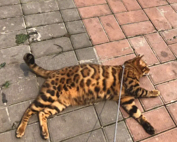 为什么很少人养孟加拉豹猫?它们有什么特殊的吗? 为什么很少人养孟加拉豹猫?它们有什么特殊的吗?