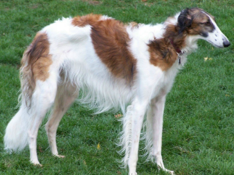 苏俄猎狼犬怀孕应该注意哪些？想养的看过来
