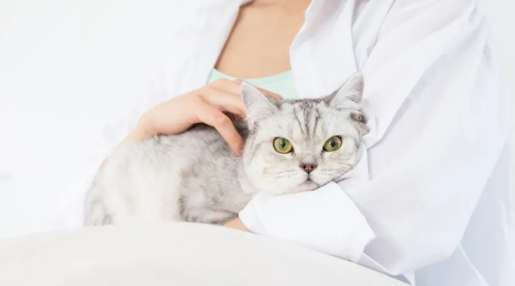 正确抱猫方式图解 正确抱猫方式图解