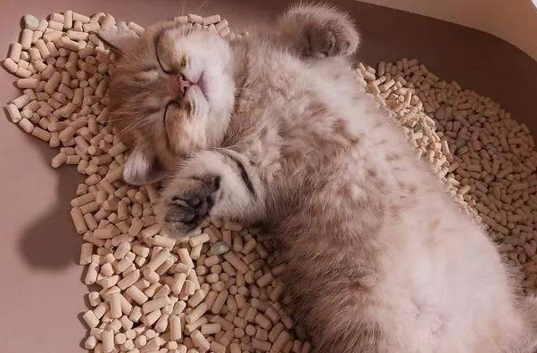猫咪为什么想睡猫砂里 猫咪为什么想睡猫砂里