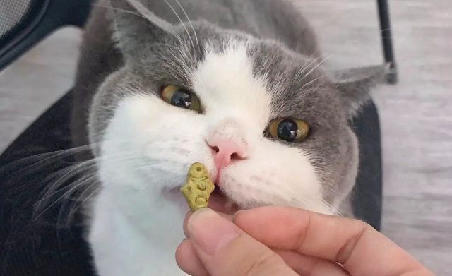 路斯猫饼干怎么样 路斯猫饼干怎么样