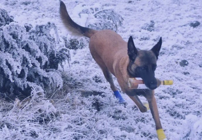 比利时牧羊犬吃什么？主人一定要知道