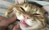 把猫打个半死嘴巴出血