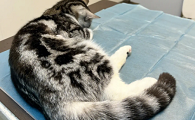 猫咪不让动后腿是为什么