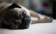 巴哥犬哪里买得到？想养的看这里