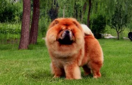 松狮犬咳嗽吃什么药？来了解下吧