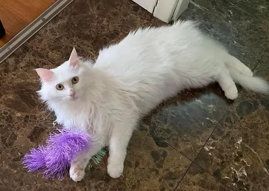 猫的毛为什么不会长长了