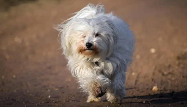 哈瓦那犬怎么训练做动作？宠主可以了解一下！