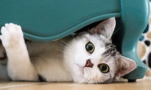 找猫最有效的方法是什么呢