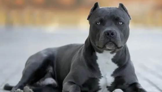 恶霸犬舍哪家好