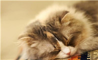 猫咪耳朵里为什么有水泡