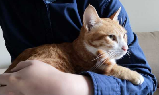 为什么会对猫过敏有什么症状
