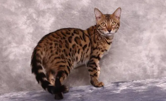 孟加拉豹猫怎么看品相?这样选择最好 孟加拉豹猫怎么看品相?这样选择最好