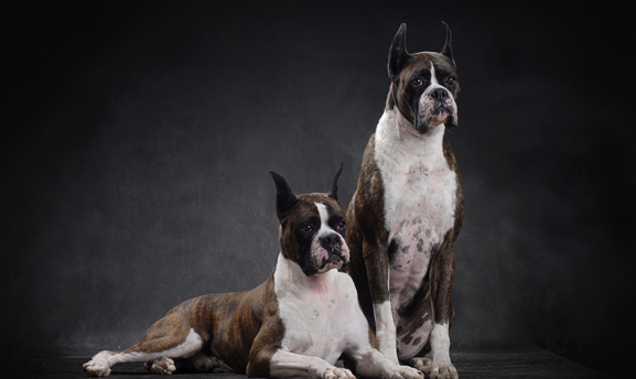 科普：拳师犬怎么训练握手？