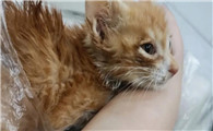 捡了一只猫回家养
