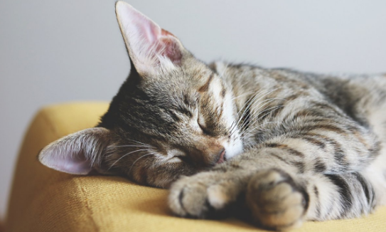 家里死了猫的禁忌