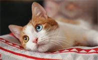 猫咪为什么叫哑巴呢