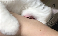 被猫咬疼不疼