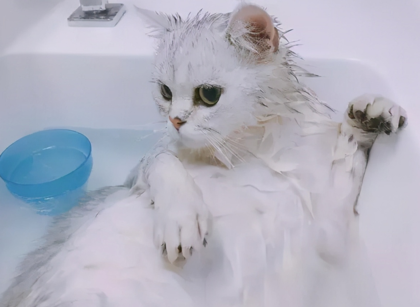 宠物猫洗一次澡多少钱一次