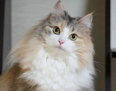 挪威森林猫绝育后怎么护理?一文告诉你! 挪威森林猫绝育后怎么护理?一文告诉你!