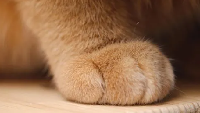 猫咪爪子为什么是湿的呢 猫咪爪子为什么是湿的呢