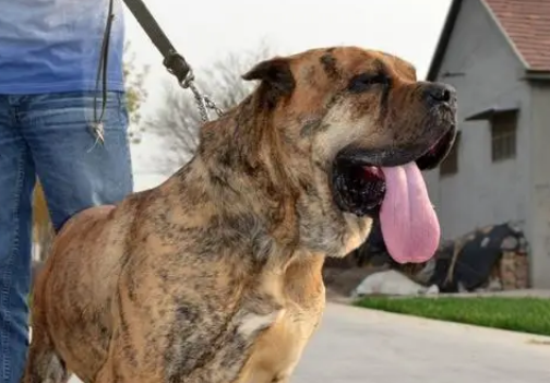 西班牙加纳利犬不能吃的水果,你还不知道吗? 西班牙加纳利犬不能吃的水果,你还不知道吗?