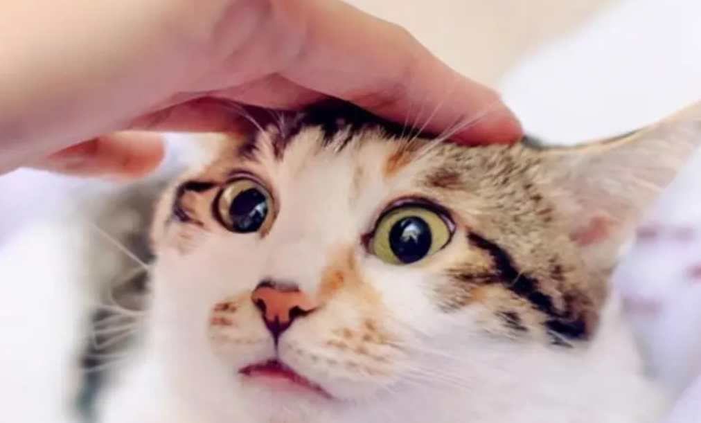 如何向小猫表示友好