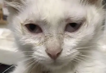 猫咪的眼睛为什么总是无神怎么回事