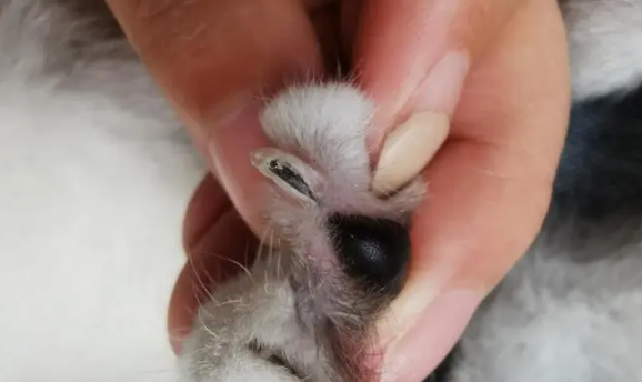 猫咪的指甲变黑是为什么呢