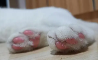 猫咪脚为什么会干净