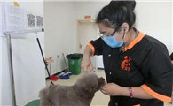 宠物美容学校排行榜前十名