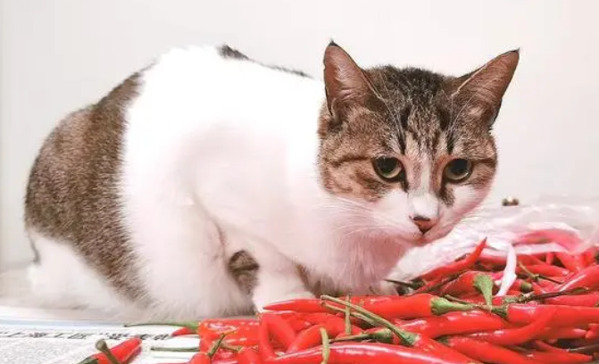 猫讨厌什么植物气味 猫讨厌什么植物气味