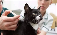 猫咪会驱虫和跳蚤的原因