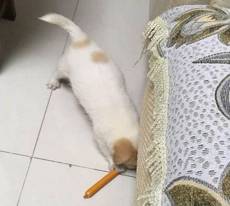 小奶狗火腿被主人抢走，一脸委屈的样子