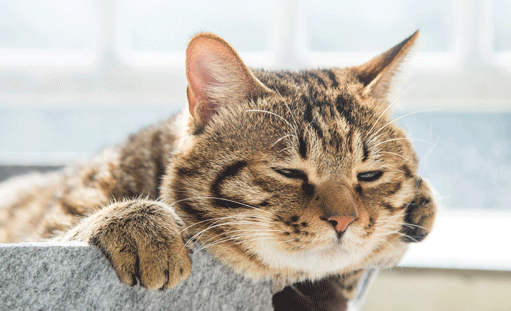 猫睡觉会做梦吗梦到啥