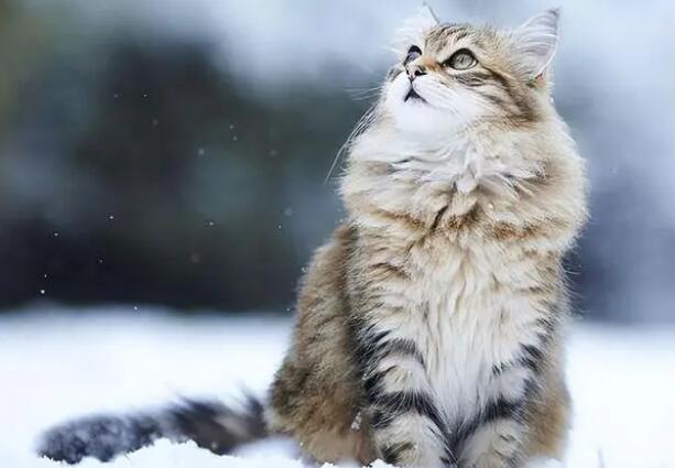 如何说服父母养猫百分百成功