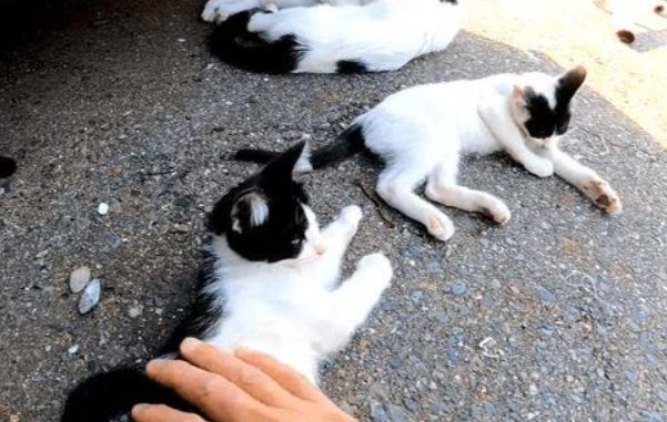 路遇流浪猫,大叔想带走小猫,猫妈淡定睡觉:拿多少都行! 路遇流浪猫,大叔想带走小猫,猫妈淡定睡觉:拿多少都行!