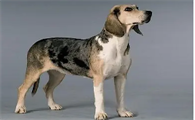 怎么训练挪威伦德猎犬大小便?这里有个小技巧!