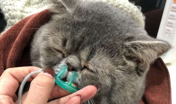 猫猫死了心里太难受