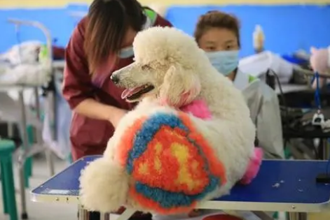 宠物美容师考证需要准备什么