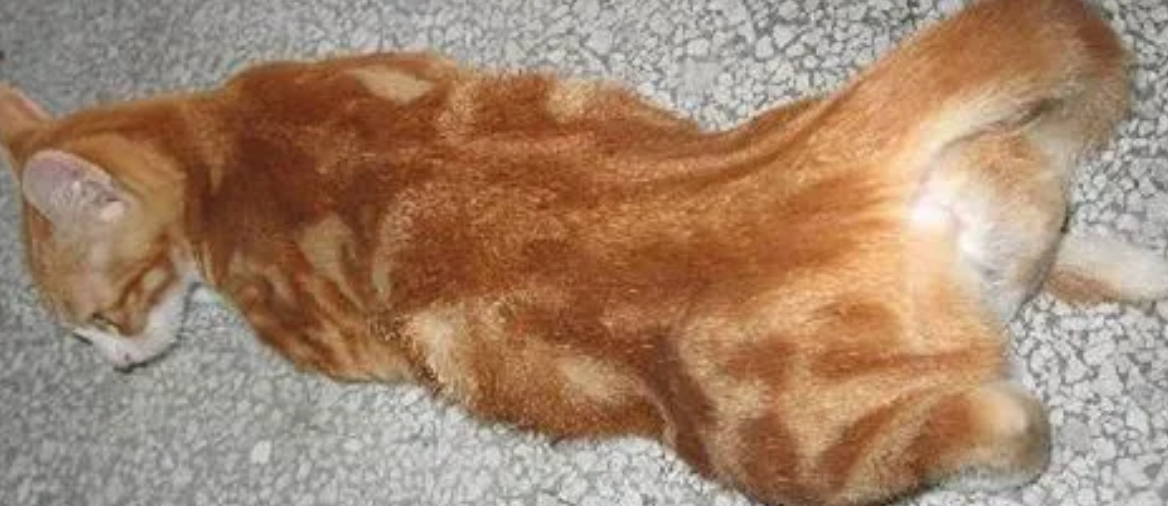 摔了一下猫咪后腿走不了路了