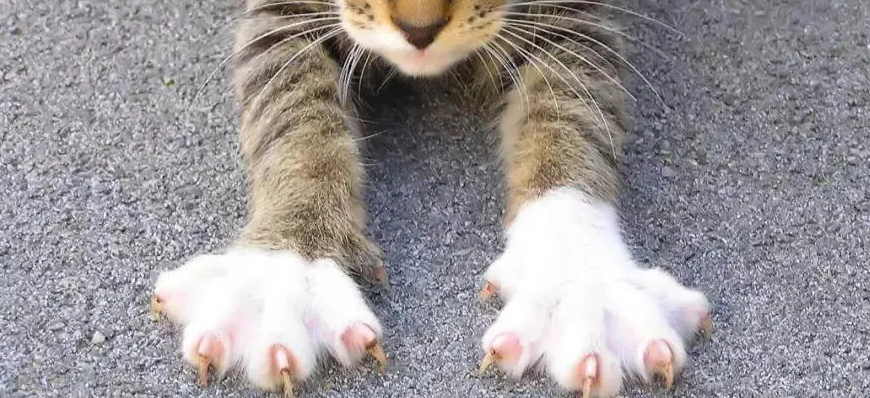 猫咪为什么爪子抖动呢