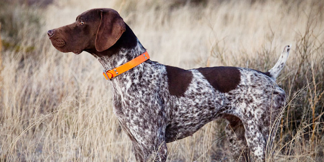 德国硬毛波音达怎么饲养?最全攻略,快来看看!