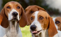 一文告诉你,英国猎狐犬和美国猎狐犬区别在哪?